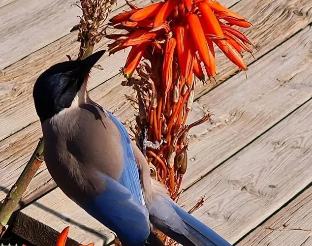 Lägenhet Victory Village 10c Quinta do Lago