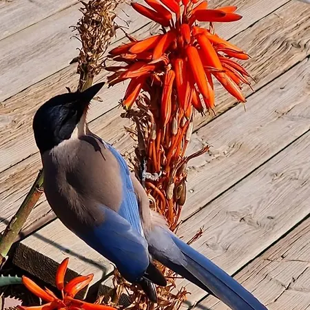 Appartement Victory Village 10c Quinta do Lago